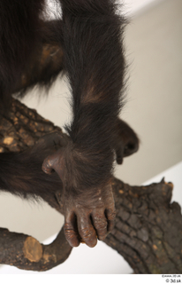 Chimpanzee Bonobo arm hand 0002.jpg